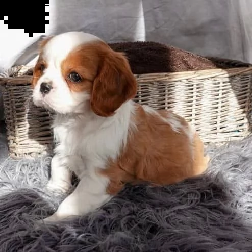 cuccioli di cavalier king  femminucce e maschietti per l'adozione gratuita i cuccioli sono vaccinati