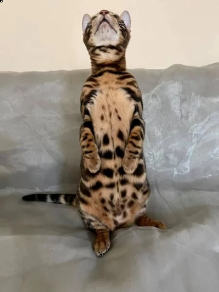 bengal cuccioli disponibili | Foto 0