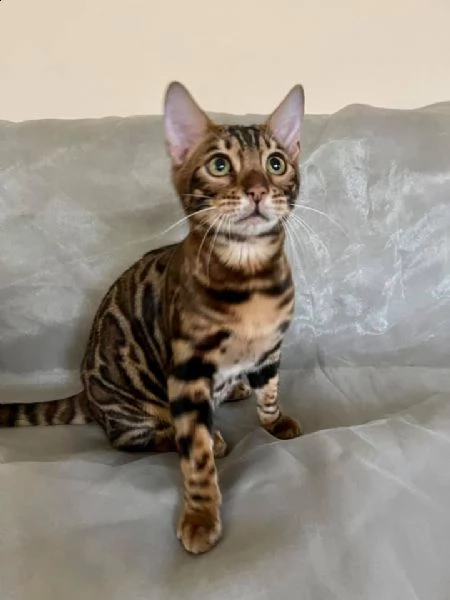 bengal cuccioli disponibili