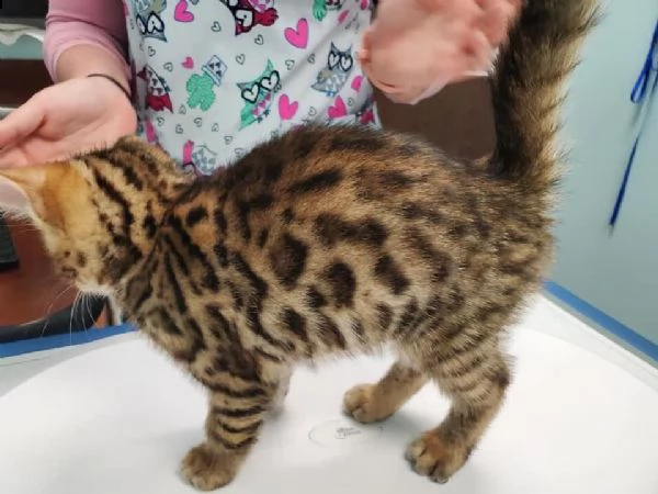 bengal cuccioli disponibili!!! | Foto 0