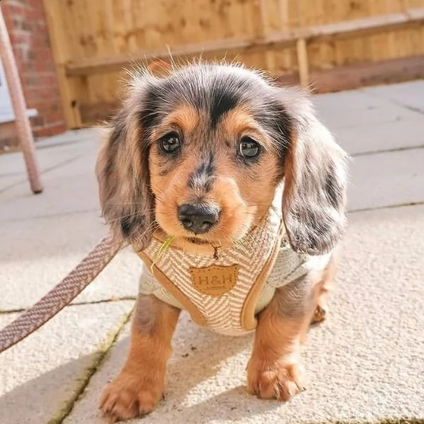  adorabili cuccioli bassotto femminucce e maschietti disponibili