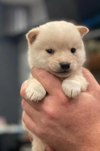 regalo cuccioli di shiba inu 