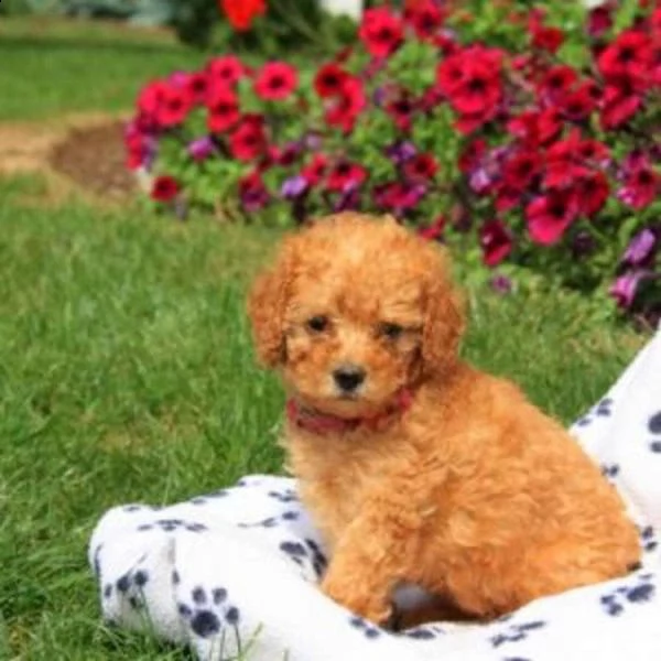  regalo barboncino cuccioli per l'adozione bellissima cucciolata