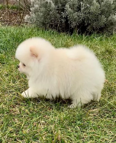 regala cuccioli di pomerania  femmine in adozione[][]