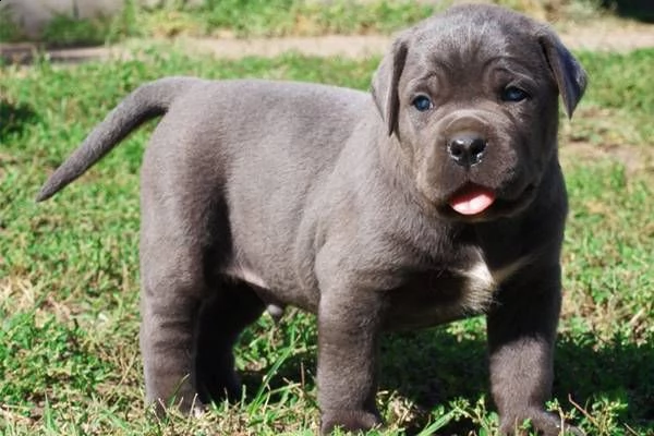 vendita bellissimi cuccioli di cane corso