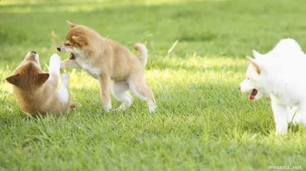 vendita bellissimi cuccioli di shiba inu maschio femmina