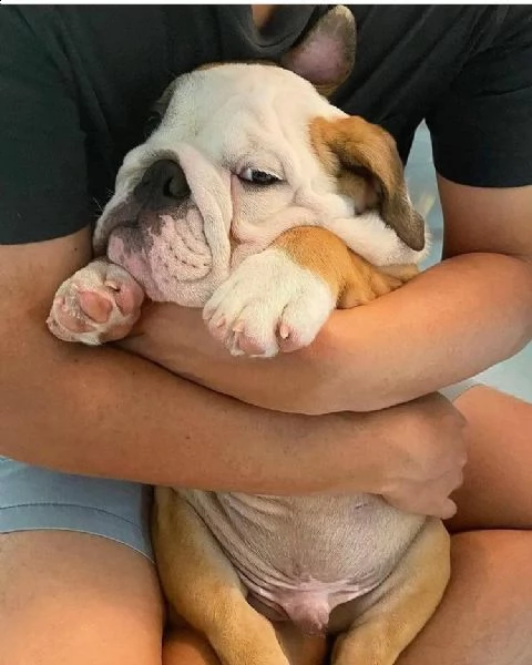 grande regalo di razza pura regalo bulldog inglese regalo cucciolo