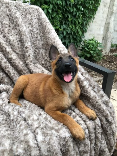 cuccioli pastore belga malinois maschio e femmina | Foto 5