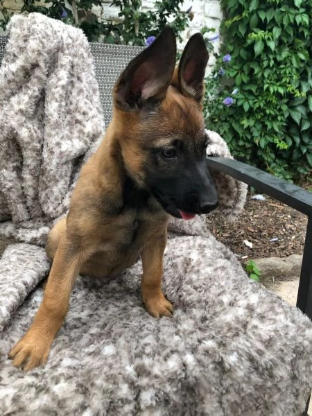 cuccioli pastore belga malinois maschio e femmina | Foto 3