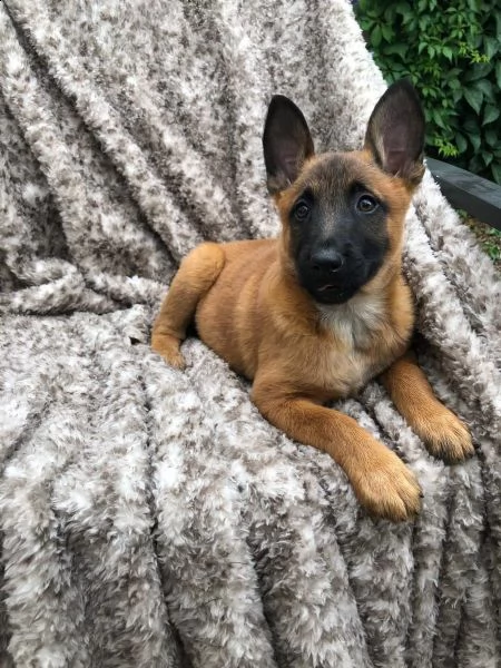 cuccioli pastore belga malinois maschio e femmina | Foto 2