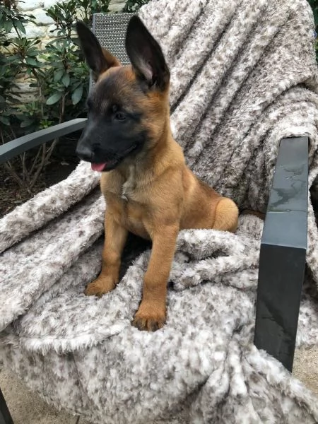 cuccioli pastore belga malinois maschio e femmina