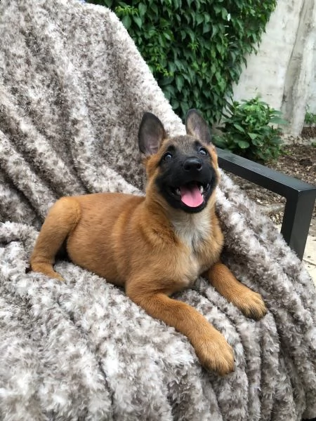 cuccioli pastore belga malinois maschio e femmina | Foto 1