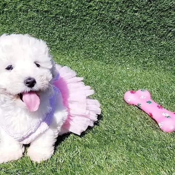 cuccioli di maltesi molto piccoli!! | Foto 0