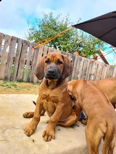 cucciole di rhodesian ridgeback cercano casa | Foto 5