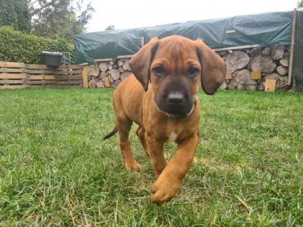 cucciole di rhodesian ridgeback cercano casa | Foto 4