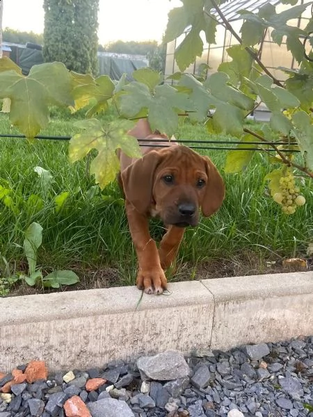 cucciole di rhodesian ridgeback cercano casa | Foto 3