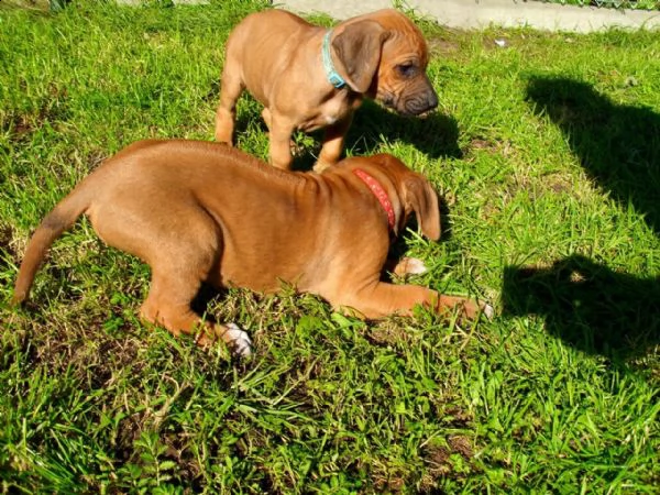 cucciole di rhodesian ridgeback cercano casa