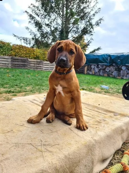 cucciole di rhodesian ridgeback cercano casa | Foto 2