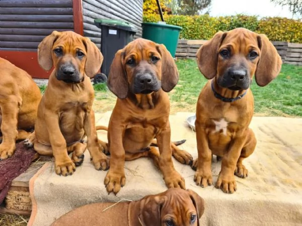 cucciole di rhodesian ridgeback cercano casa | Foto 1