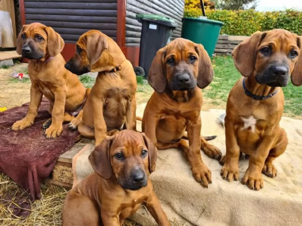 cucciole di rhodesian ridgeback cercano casa | Foto 0