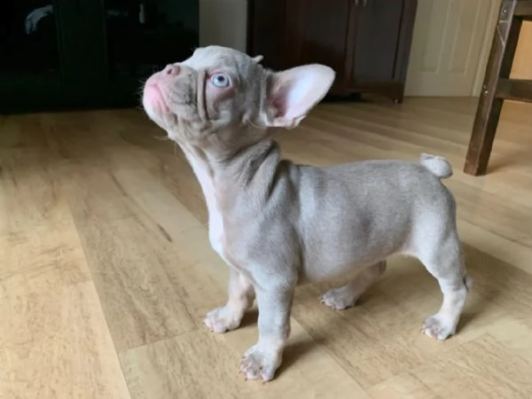 cuccioli bulldog bouledogue francese