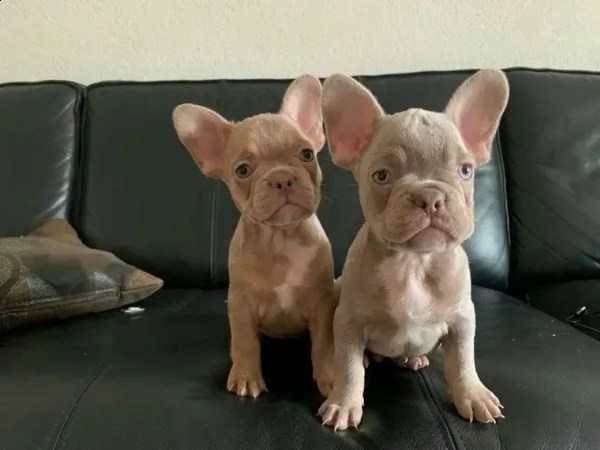 cuccioli bulldog bouledogue francese | Foto 1