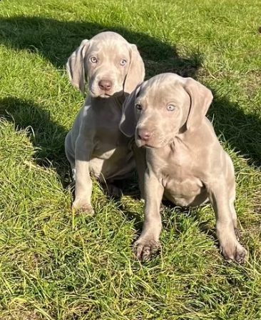 disponibili cuccioli di weimaraner blue