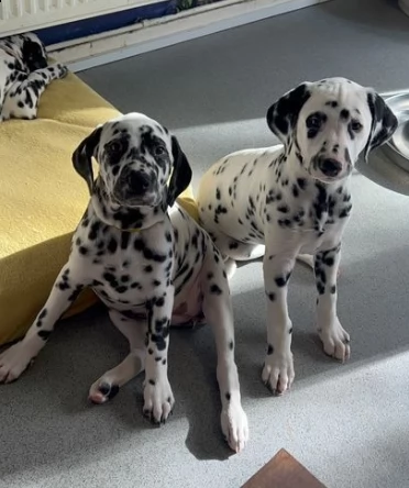 due cuccioli di razza dalmata