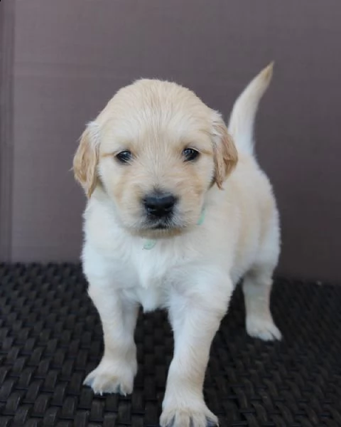 disponibili cuccioli di golden retriever!!!! | Foto 0