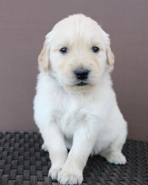 disponibili cuccioli di golden retriever!!!!