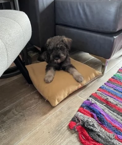 cuccioli di schnauzer