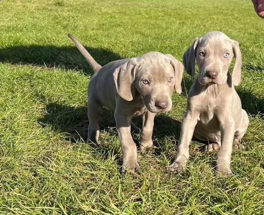 cuccioli di bracco weimaraner