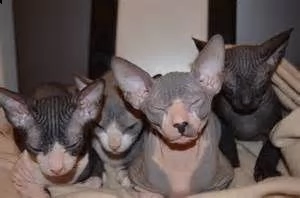 gattini sphynx