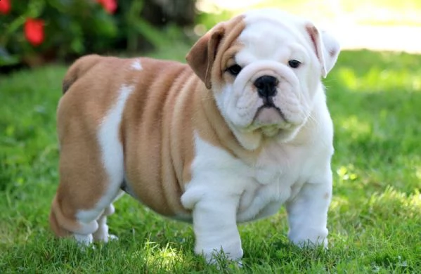 kc purebreed register cuccioli di bulldog inglese maschi e femmine