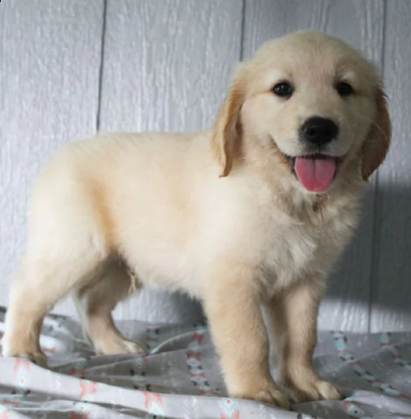 regalo golden retriver cuccioli .