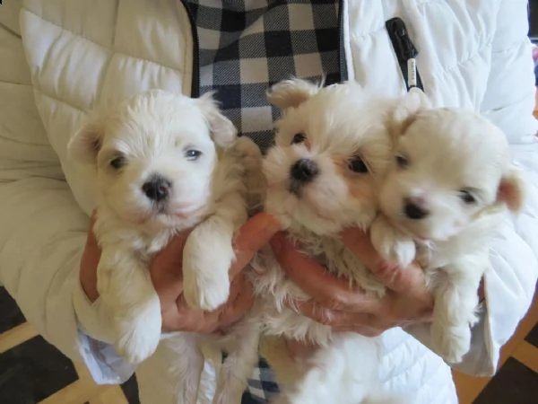 regalo adorabili cuccioli  maltese 