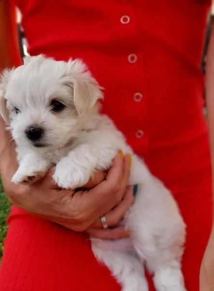 adorabili cuccioli maltese  femminucce e maschietti disponibili 