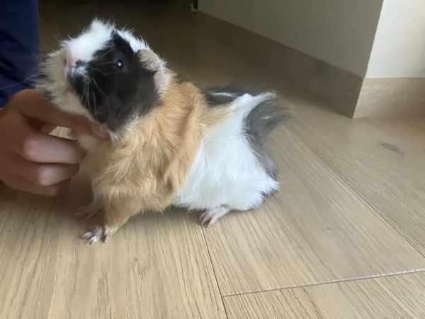 Cavia peruviana cucciolo femmina 