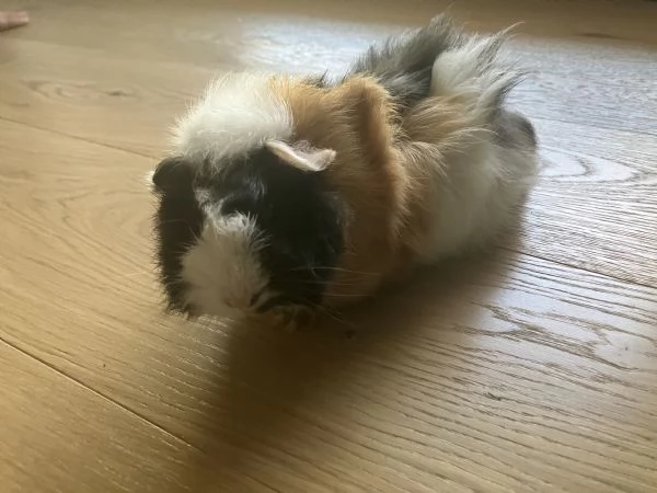 Cavia peruviana cucciolo femmina  | Foto 2