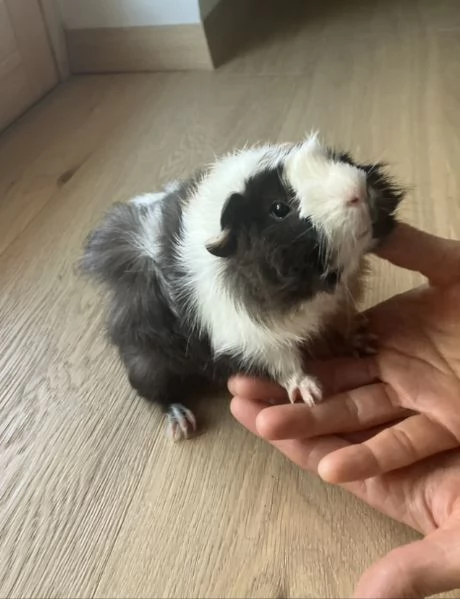 Cavia peruviana cucciolo femmina  | Foto 1