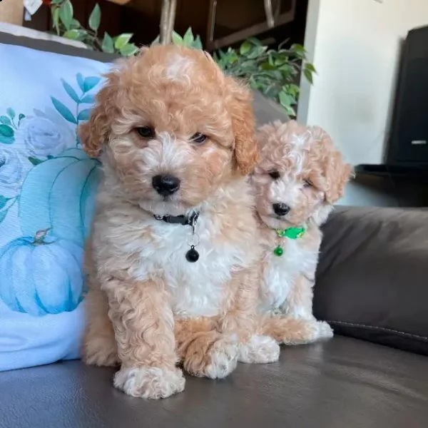 cuccioli di barbone disponibili  | Foto 0