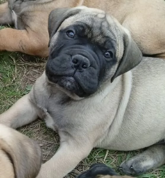 bullmastiff maschio, tipo eccellente | Foto 1