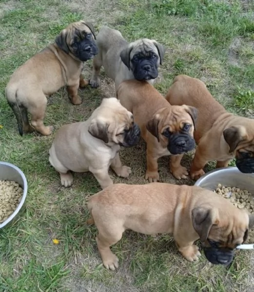 bullmastiff maschio, tipo eccellente