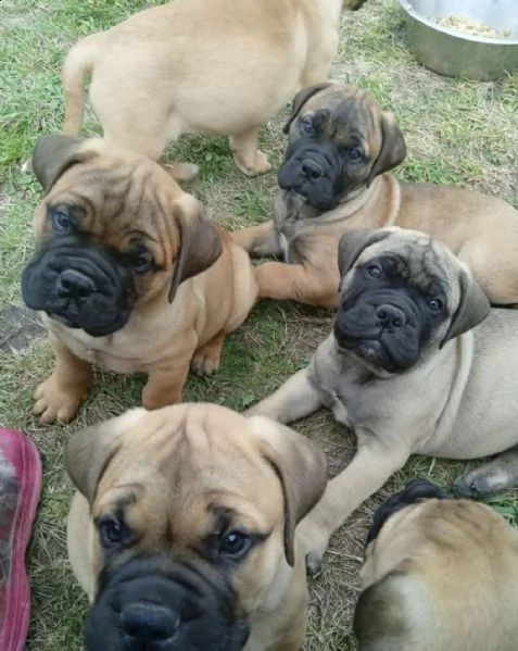 bullmastiff maschio, tipo eccellente | Foto 0