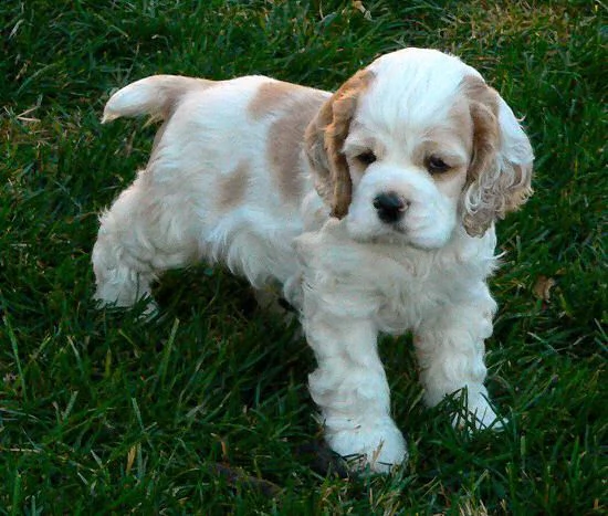 maschio e femmina adorabili cuccioli di cocker spanie inglesi