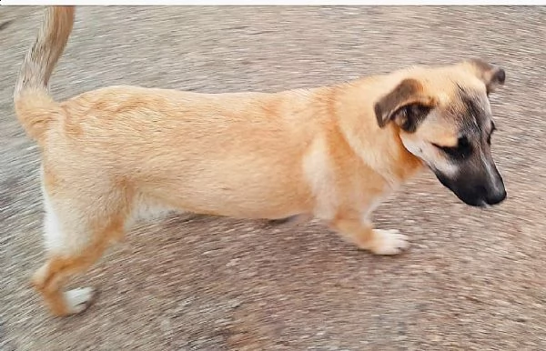 questa bella cagnolina cerca una famiglia che si prenda cura di lei. | Foto 2