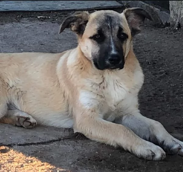 questa bella cagnolina cerca una famiglia che si prenda cura di lei. | Foto 1