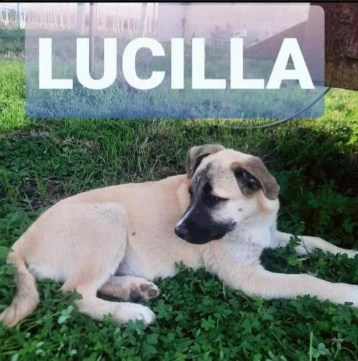 questa bella cagnolina cerca una famiglia che si prenda cura di lei.