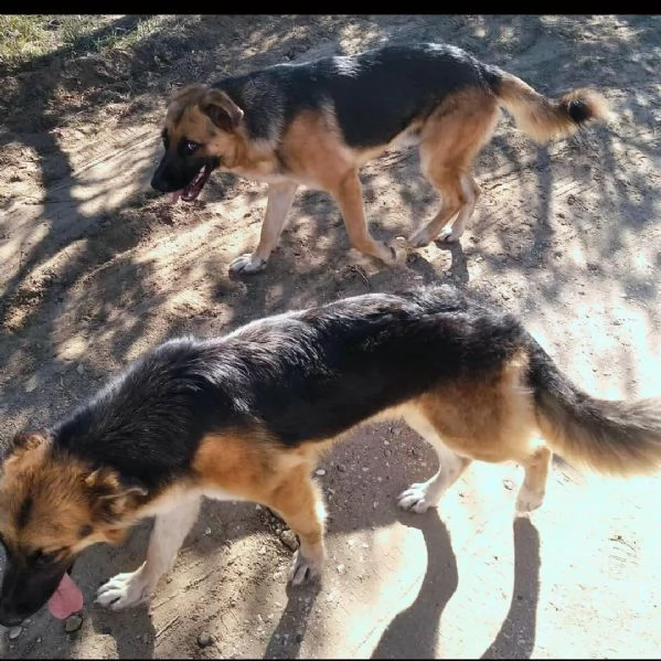 frutto di un abbandono questi dolcissimi cuccioloni cercano casa. | Foto 2