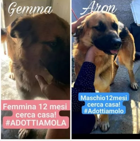 frutto di un abbandono questi dolcissimi cuccioloni cercano casa.